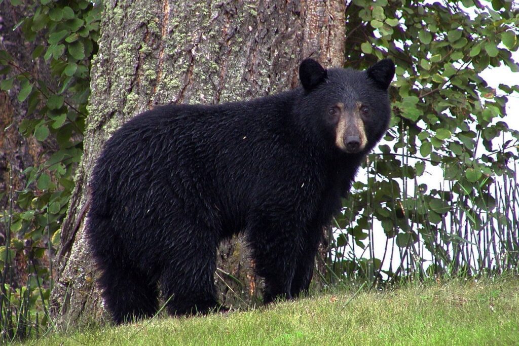 black bears