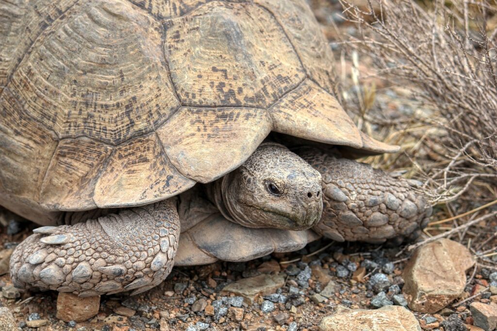 desert tortoises