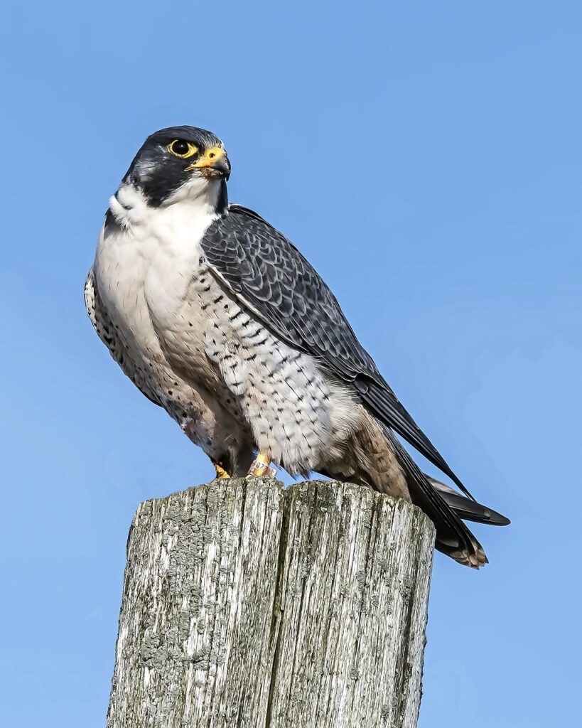 peregrine falcons