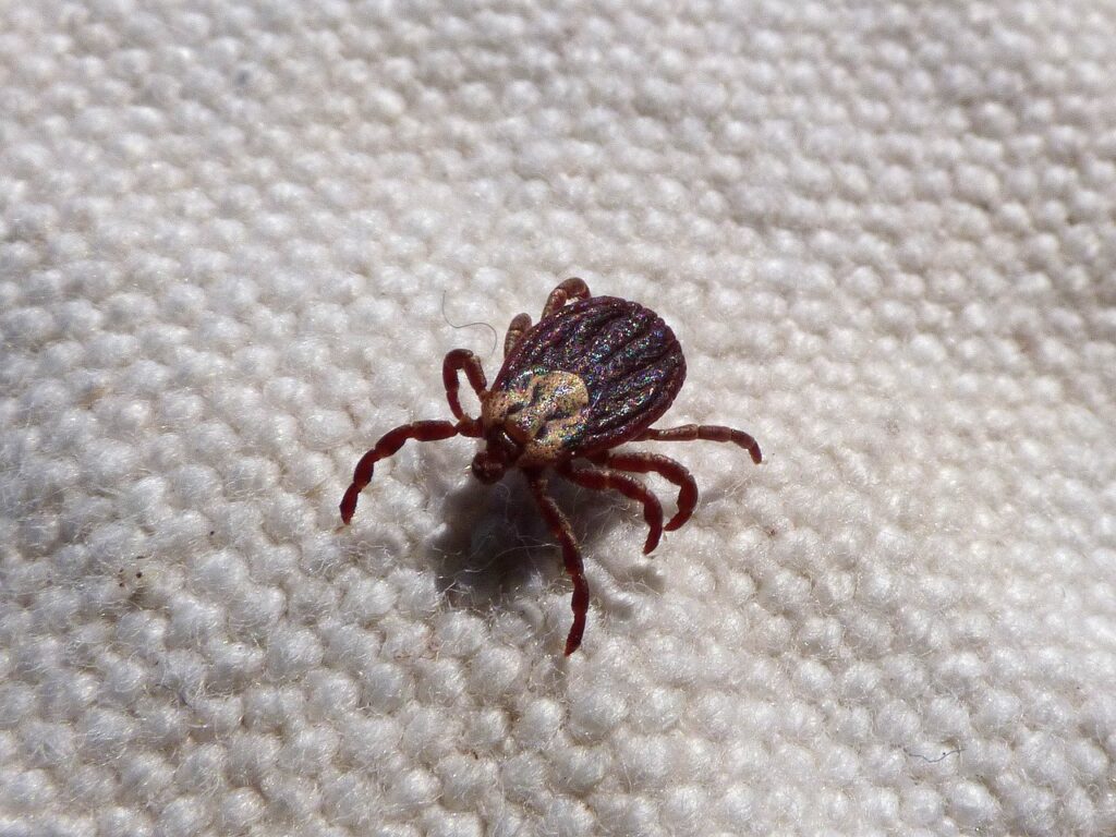 tick on cloth