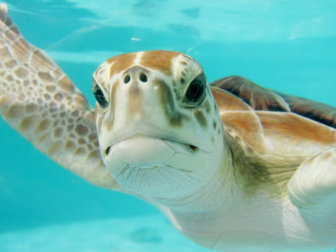 turtle swimming in mexico