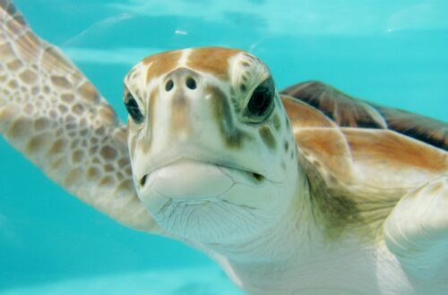 turtle swimming in mexico