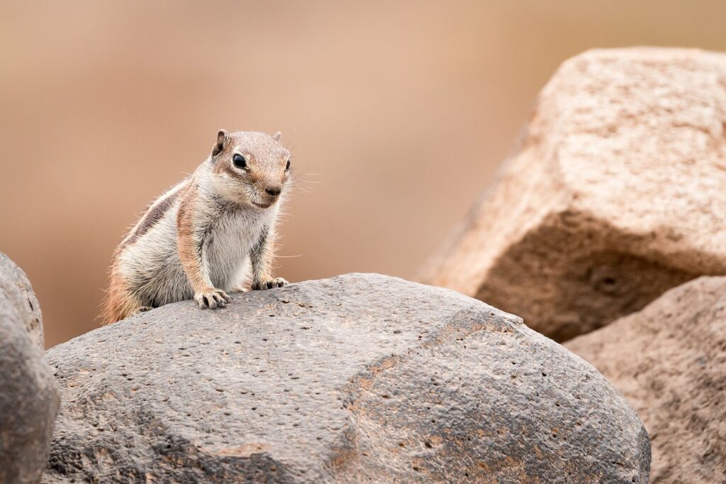 Chipmunk