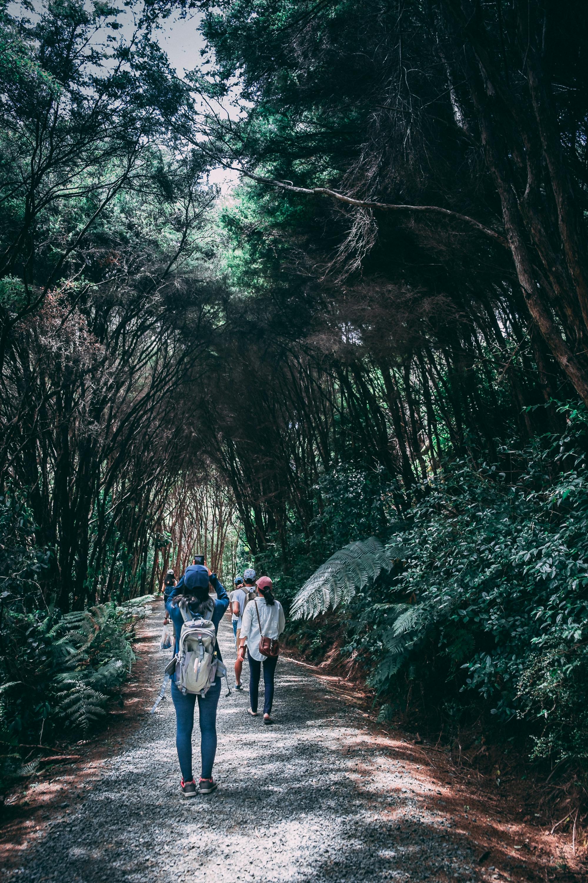 a group of tourists hiking