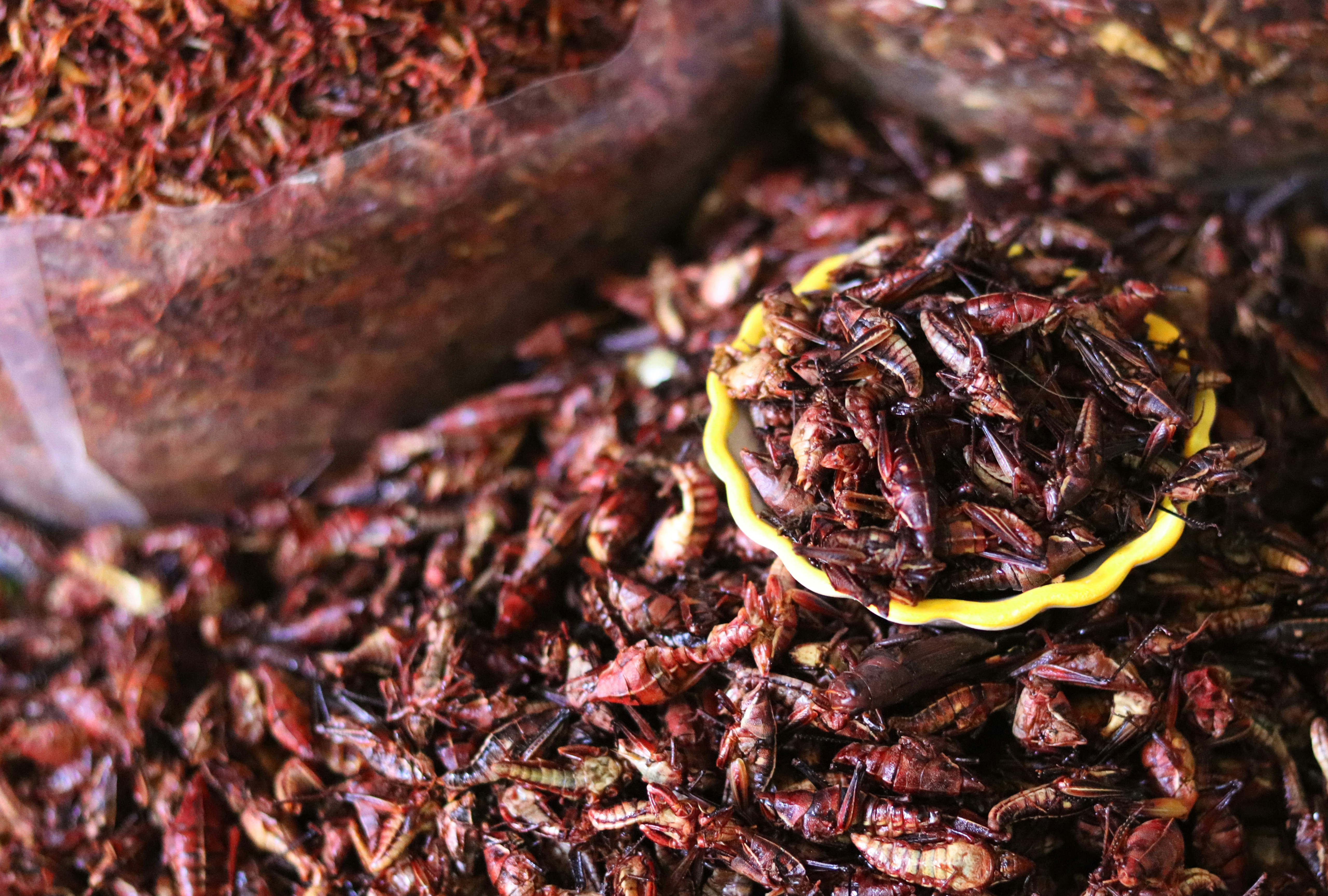 chapulines