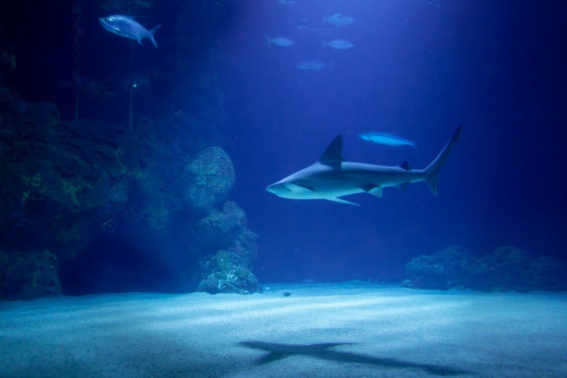 shark swimming in cancun