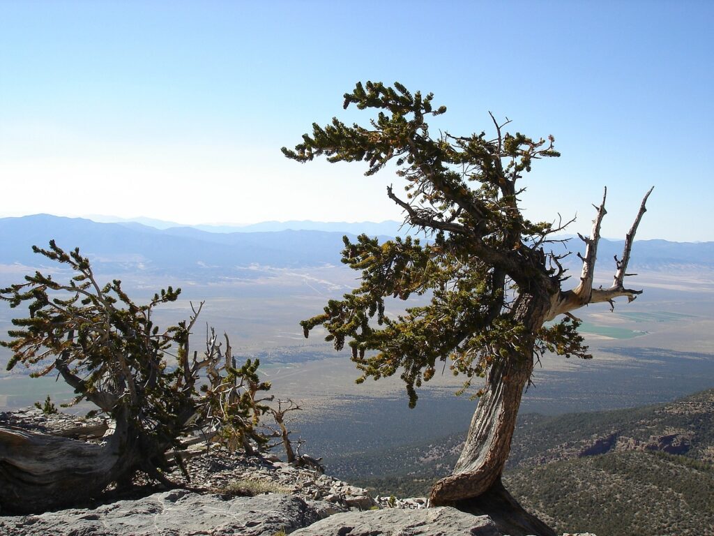 Great Basin National Park, Nevada